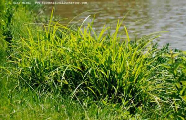 grasses-600w-scill
