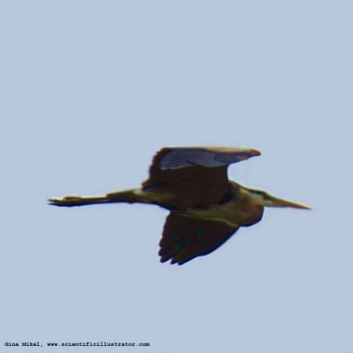 great-blue-heron-0146-scill