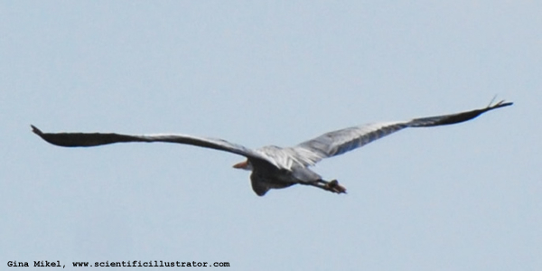 great-blue-heron-carlisle-600w-0059-scill