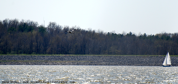 great-blue-heron-carlisle-600w-0073-scill