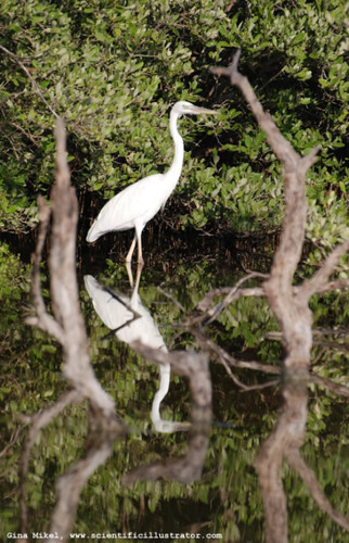 great-white-heron-600w-0506-scill