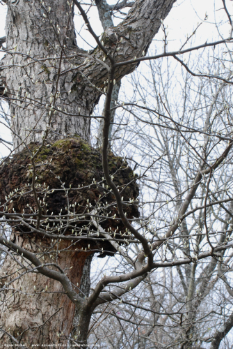 growth-tree-powder-valley-600w-0331-scill