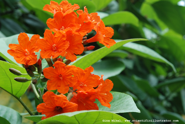 hibiscus-flower-600w-0033-scill