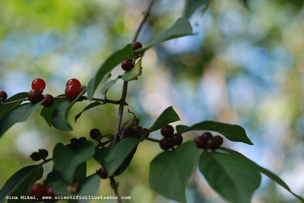honeysuckle-berries-600w-scill