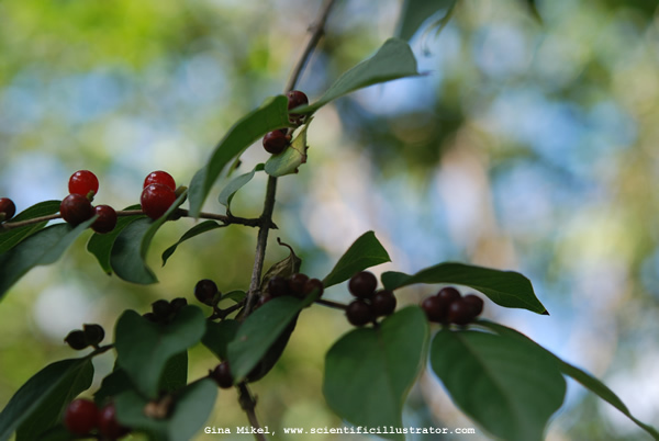 honeysuckle-berries-600w