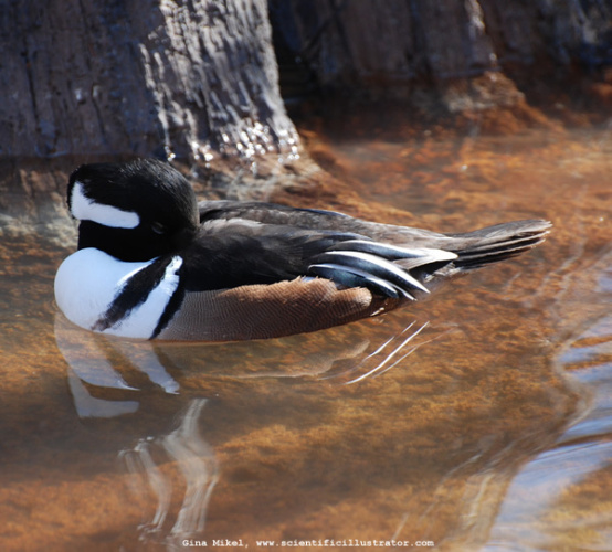 hooded-merganser-0156-600w