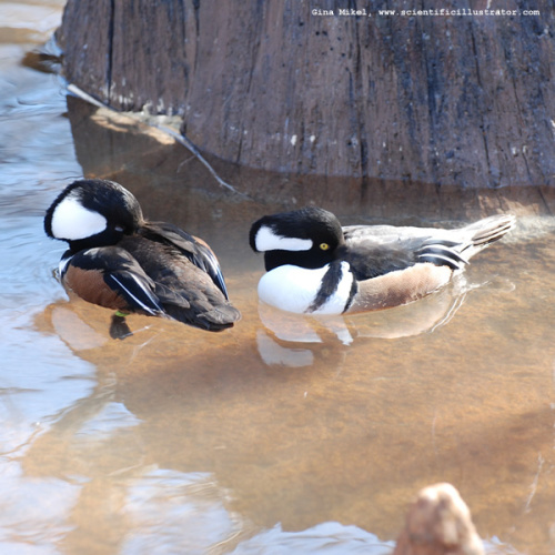 hooded-merganser-0158-600w