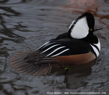 hooded-merganser-duck-600w-0140-scill