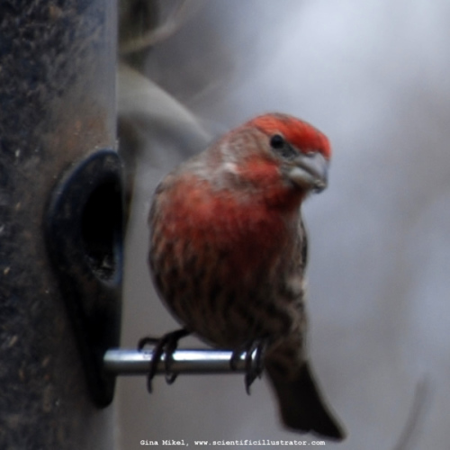 house-finch-carpodacus-mexicanus-powder-valley-0006-600w