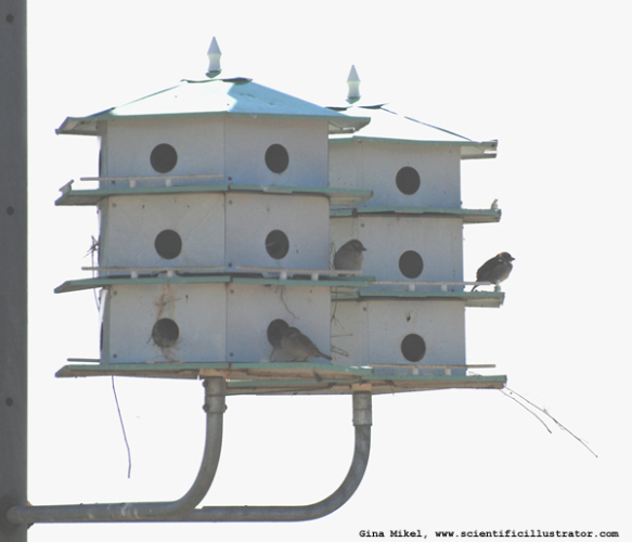 house-sparrow-600w-0008-scill