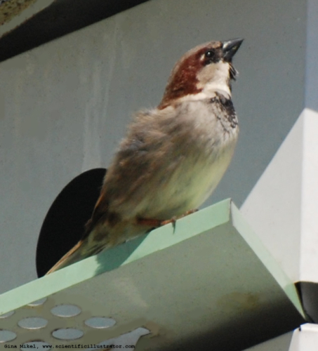house-sparrow-600w-0011-scill