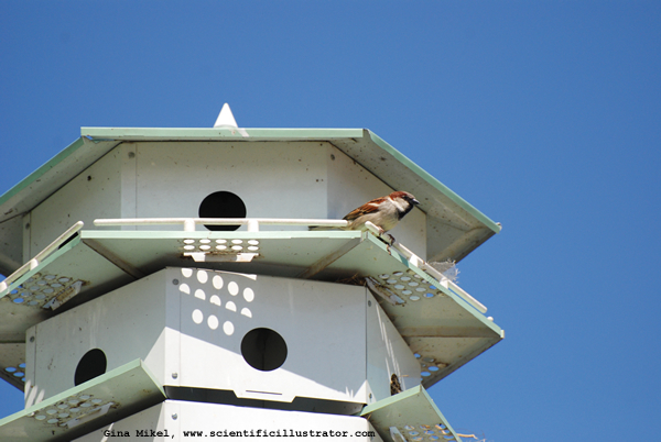 house-sparrow-600w-0013-scill