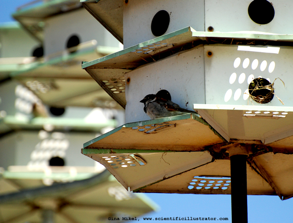 house-sparrow-600w-0017-scill