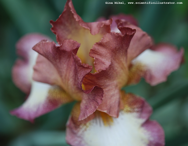 iris-0679-600w-scill