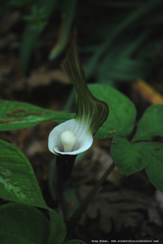 japanese-cobra-lily-0661-600w-scill
