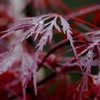 japanese-maple-0067-100w