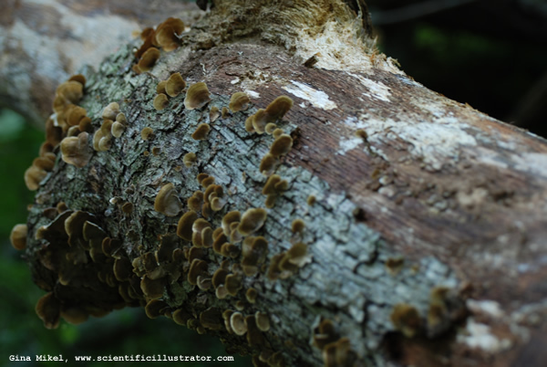 lichen-tree-stump-3-600w
