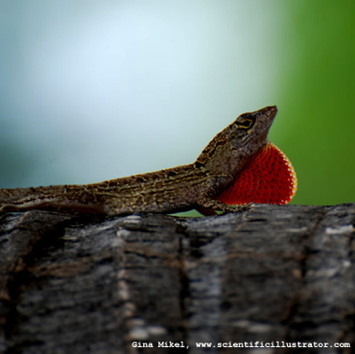 lizard-dewlap-600x-0163-scill
