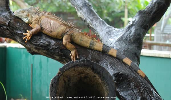 lizard-or-iguana-0055-600w