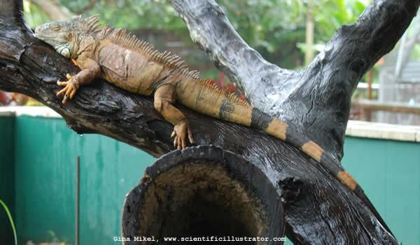 lizard-or-iguana-0055-600w