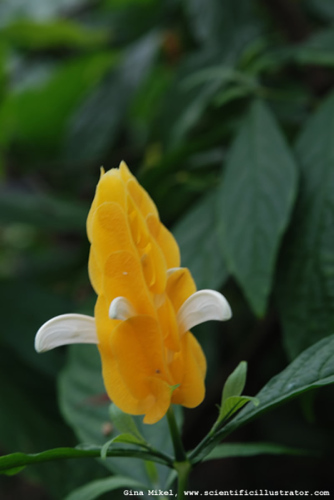 lollipop-plant-zoo-600w-0241