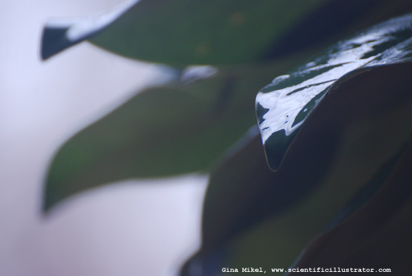 magnolia-0024-600w