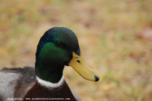 mallard-kirkwood-park-600w-0018-scill