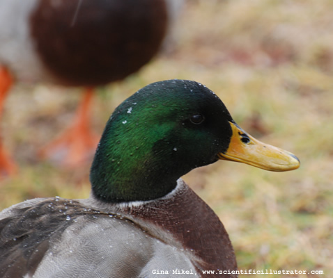 mallard-kirkwood-park-600w-0023-scill