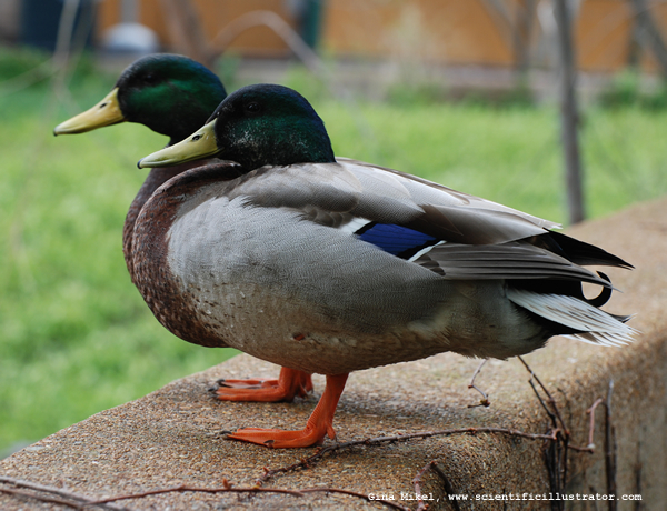 mallards-600w-0183-scill