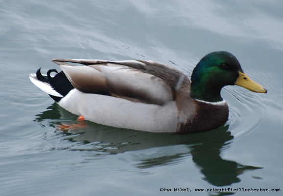 mallards-kirkwood-park-600w-0040-scill