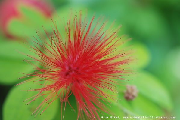 miniature-powderpuff-calliandra-emarginata-2-600w-scill