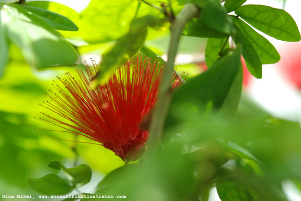 miniature-powderpuff-calliandra-emarginata-600w-0234-scill