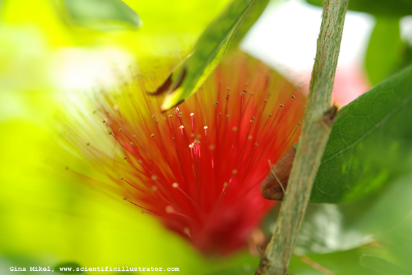 miniature-powderpuff-calliandra-emarginata-600w-scill