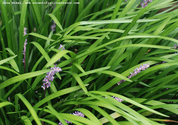 monkey-grass-3-600w-scill