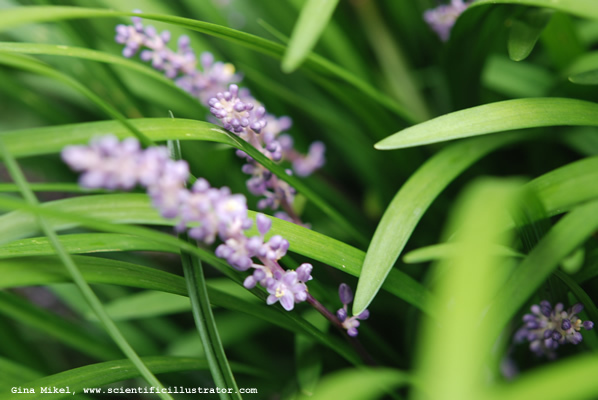 monkey-grass-7-600w-scill
