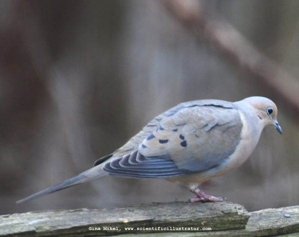 mourning-dove-powder-valley-0007-600w