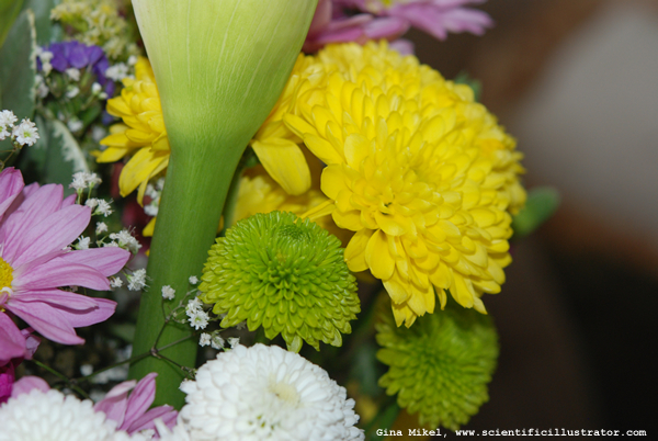 mums-bouquet-600w-0195-scill