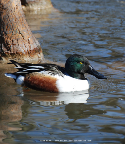 northern-shoveler-0115-600w