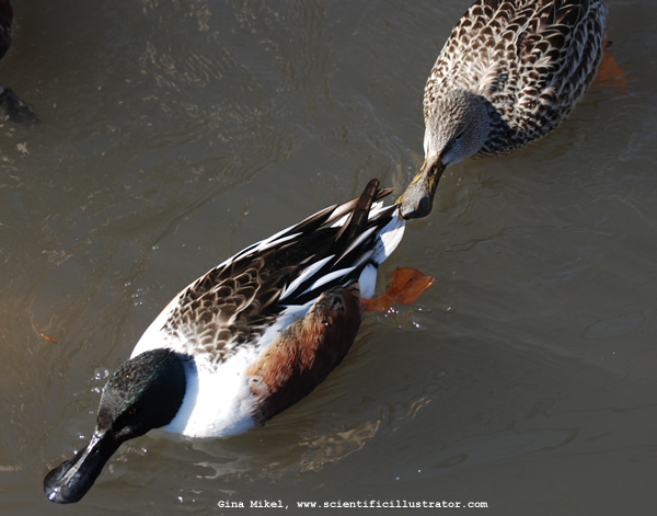 northern-shoveler-0186-600w