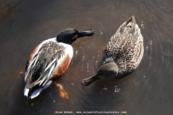 northern-shoveler-0193-600w