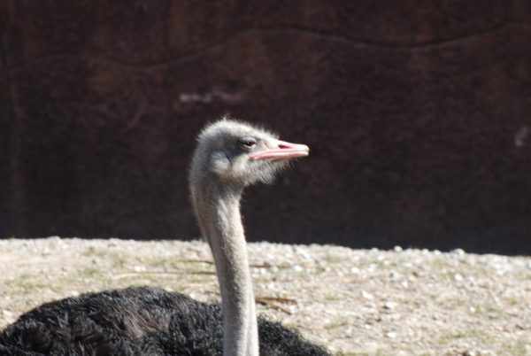 ostrich-0023-600w-scaled