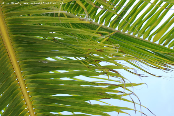 palm-leaves-600w-2-scill
