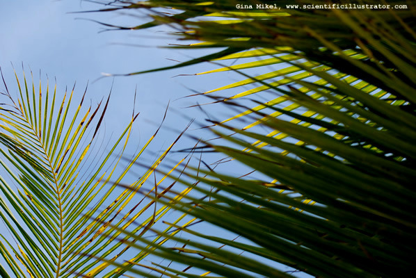 palm-leaves-600w-3-scill