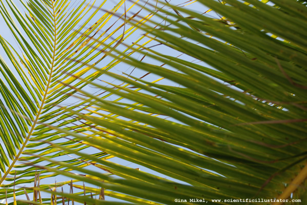 palm-leaves-600w-4-scill