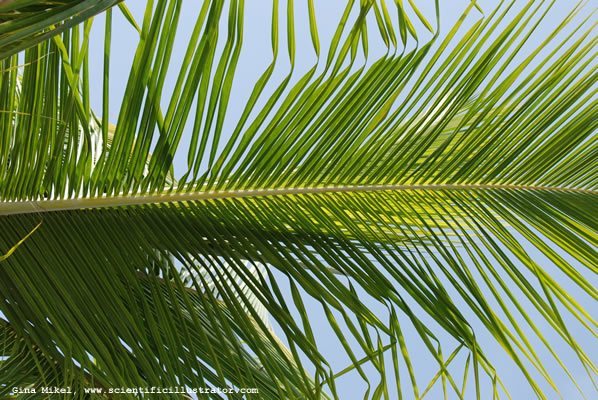 palm-leaves-600w-6-scill