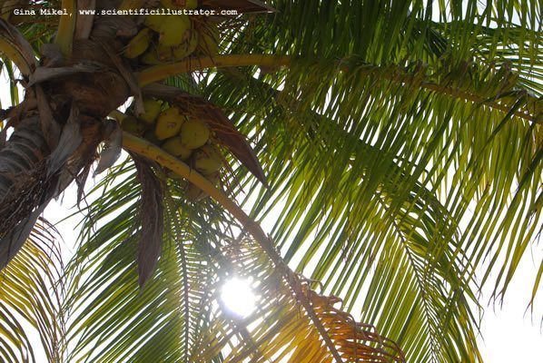 palm-leaves-600w-7-scill
