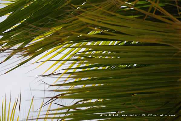 palm-leaves-600w-8-scill