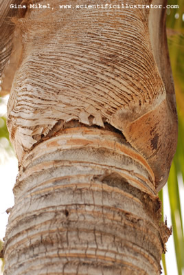 palm-tree-13-600w-scill