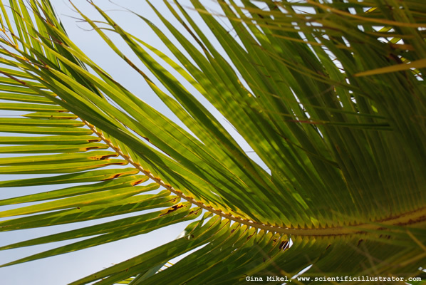 palm-trees-600w-13-scill