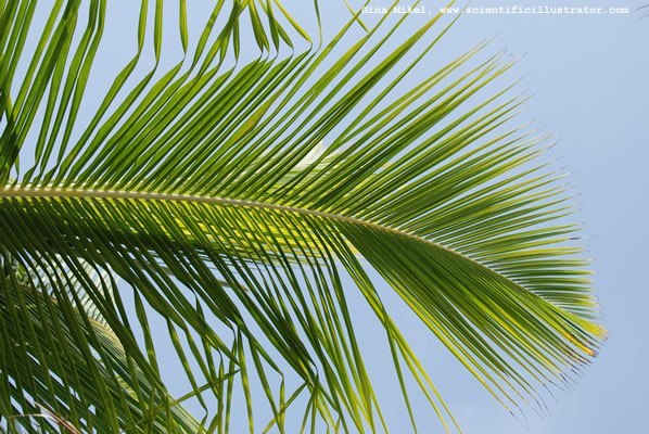 palm-trees-600w-14-scill